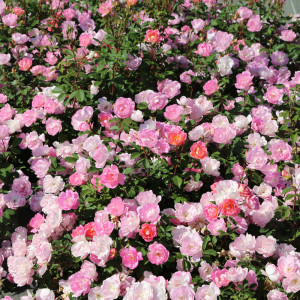 Pink CHANTILLY® var. Meilevire