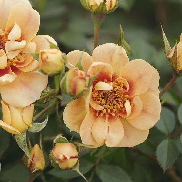 MESILASTE PARADIISI ROSE® Bernstein