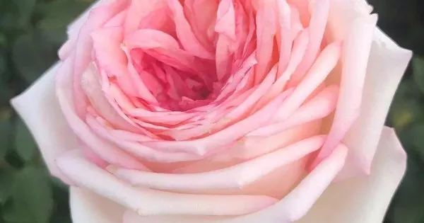 MAINE ROSE®